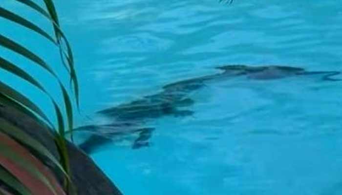 This image shows crocodile at bottom of the pool of an Australian luxury resort. — Instagram@kellerdiaries