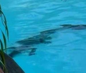 WATCH: Crocodile lurks in Australian luxury hotel pool