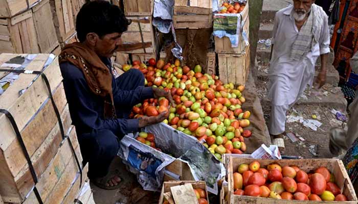 This undated image shows a labourer sorting tomatoes and packing in the wooden boxes at Vegetable Market. — APP