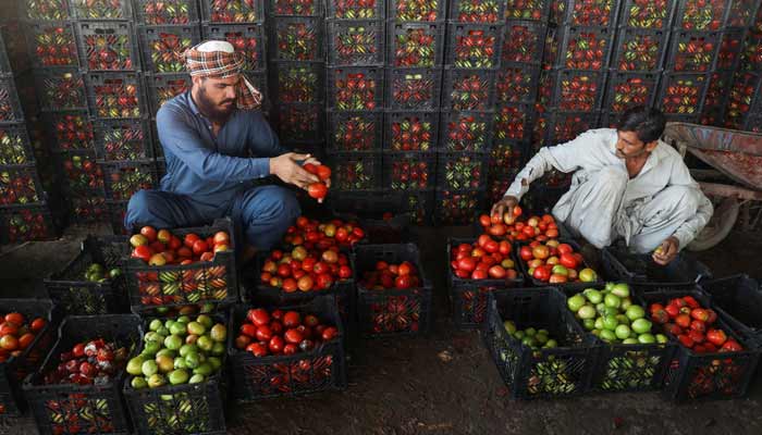 Men sort tomatoes at a wholesale vegetable market, as prices of various vegetables and fruits rose after Pakistan closed border crossings with Afghanistan following exchanges of fire, and a ceasefire deal was later agreed upon by the two nations, in Peshawar, Pakistan, October 23, 2025.— Reuters