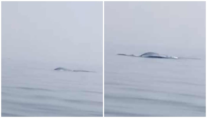 The movements of Bryde’s whales noticed on the surface of the calm sea at least 5 kilometers north of the fishing point. — Screengrab/WWF-Pakistan