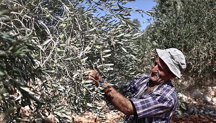 A Palestinian man harvests olives in the Palestinian town of Birzeit, north of Ramallah in the Israeli occupied West Bank, on October 23, 2025. — AFP