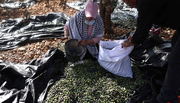 Volunteers help Palestinian farmers harvest olives in the Palestinian town of Birzeit, north of Ramallah in the Israeli occupied West Bank, on October 23, 2025. — AFP