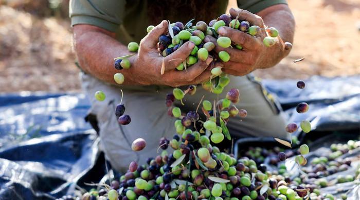 Vandalism and attacks: Settler violence disrupts West Bank olive harvest Vandalism and attacks: Settler violence disrupts West Bank olive harvest