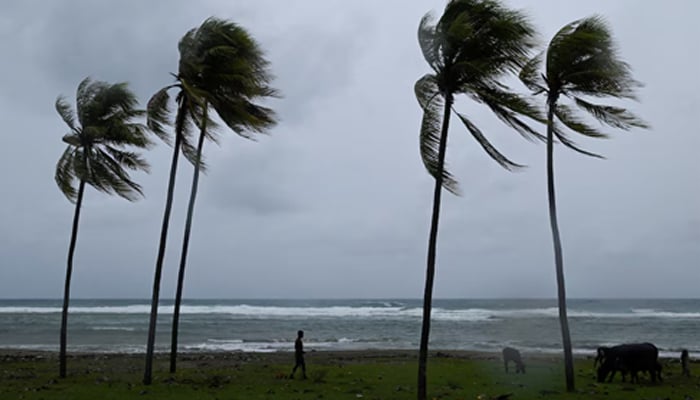 A man herds cattle along the coastline ahead of Hurricane Melissas landfall, in Santiago de Cuba, Cuba, October 28, 2025. — Reuters