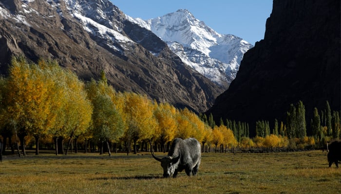 A yak grazes in front of snow-covered mountains, in an area that has been badly affected by flood-related incidents, near to the Gamoo Bhr glacial lake and Darkut glacier, Darkut village, near Gilgit-Baltistan, on October 11, 2023. — Reuters