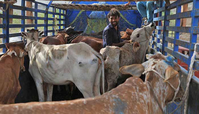 A man unloading sacrificial bulls for sale from a truck in Karachi on May 30, 2025. — Reuters