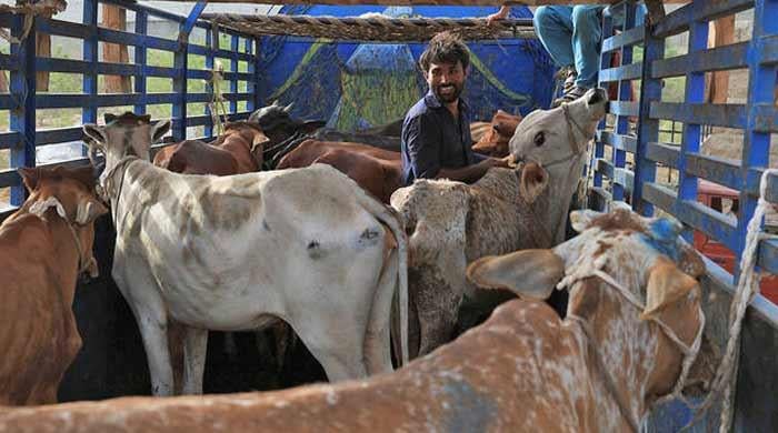 Jehlum landlord 'mutilates' cow for straying into his field