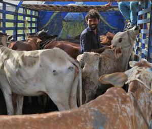 Jehlum landlord 'mutilates' cow for straying into his field
