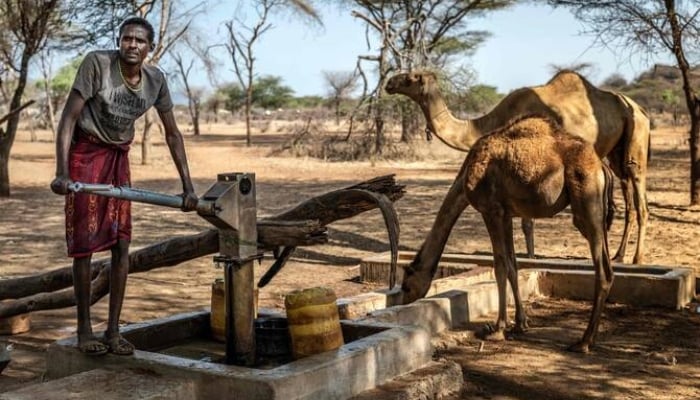 Samburu pastoralist Chapan Lolpusike, 35, pumps water from a well for some of his camels to drink before heading out to Sereolipi. — AFP