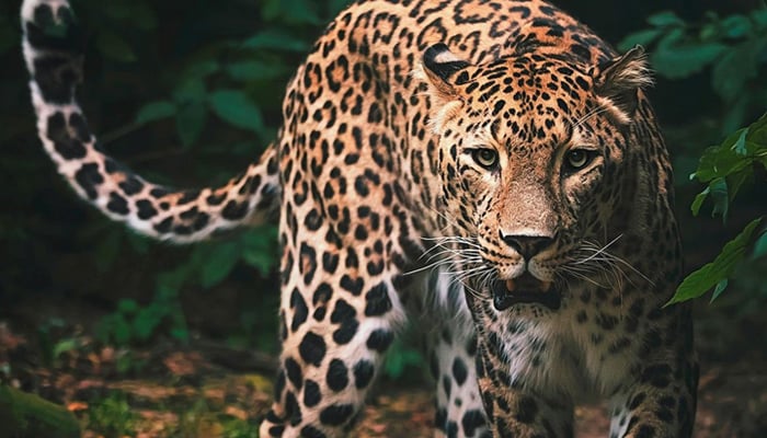 A file image of a leopard seen in the woods. — Instagram@rainforest_eye