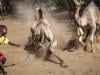 Camels replace cows as Kenya battles drought