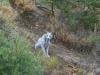 World's first ‘white ghost' leucistic Iberian lynx captured on camera: watch