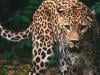 Endangered across west Africa, leopards thrive in Ivory Coast reserve