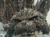 Major update on new 'Godzilla' movie
