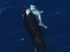 Orcas seen hunting great white sharks for livers in Mexico: Watch