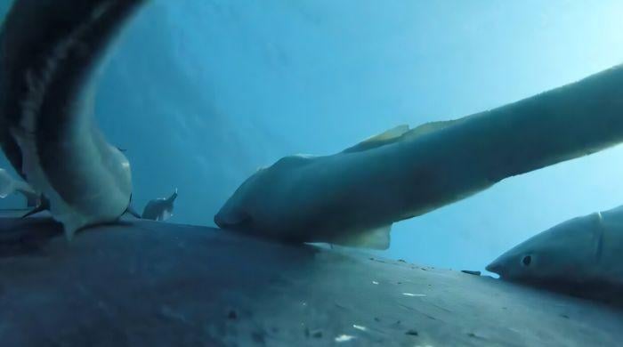 New research captures rare evidence of secret synchronization of whale-riding remoras