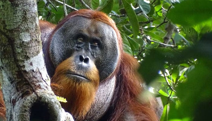 A male Sumatran orangutan named Rakus is seen in this handout picture taken on August 25, 2022. —Reuters