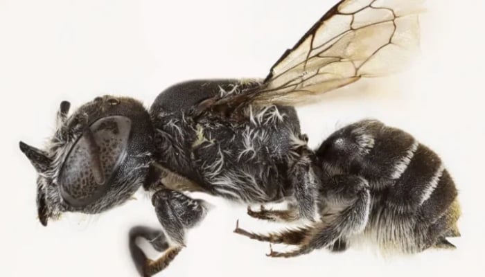 Newly deiscovered bee species Megachile (Hackeriapis) lucifer. — APP
