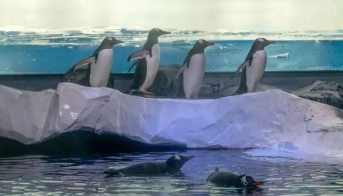 75 MPs join campaign to free 15 penguins trapped in London Aquarium Basement