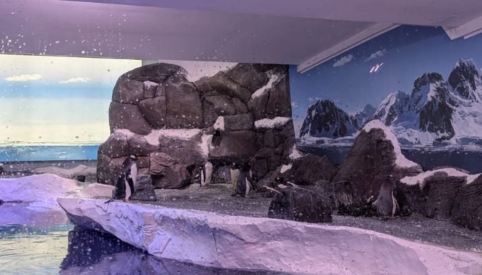 75 MPs join campaign to free 15 penguins trapped in London Aquarium Basement