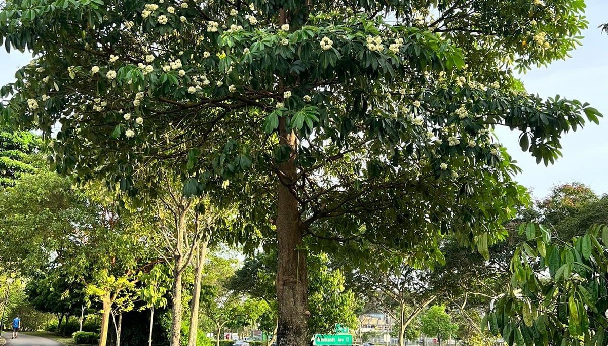 A view of the saptaparni or Shaitan Ka Jhad in New Delhi, first planted in the city during the late 1940s. — Lifestyle Today News