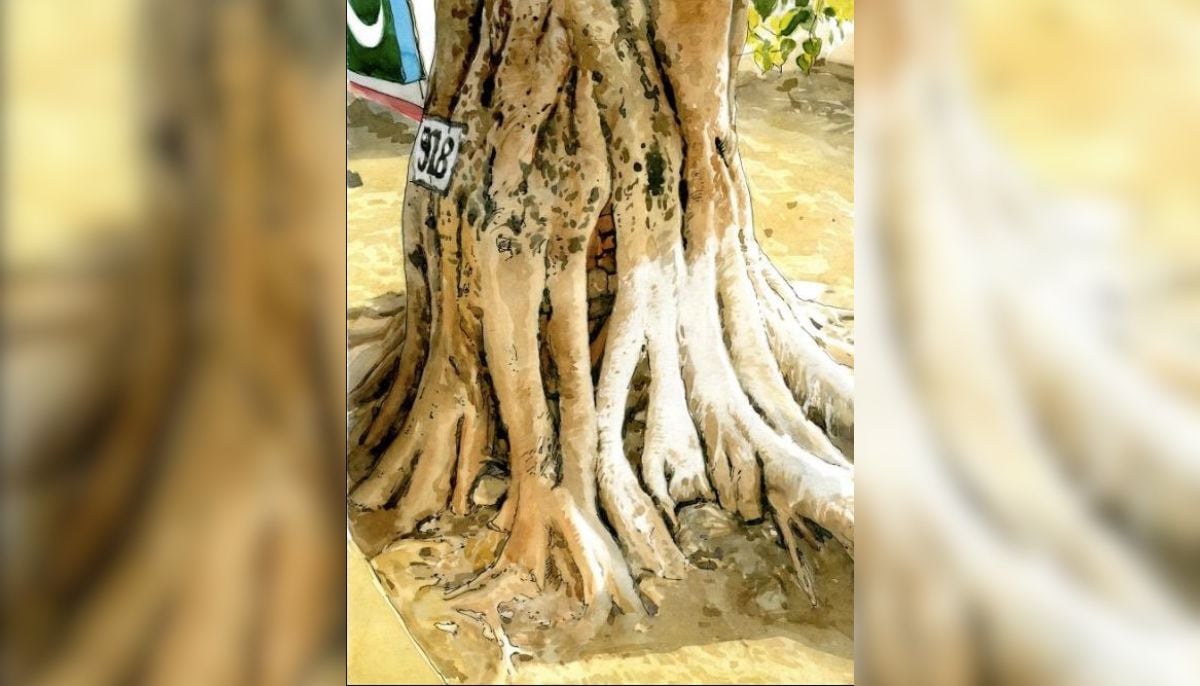 Peepal tree on the Zero-Line of Pakistan-India border in R S Pura sector of IIOJK. — Sagar Bhowmick