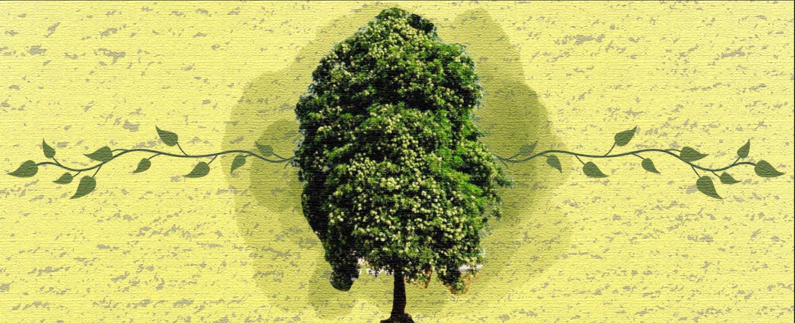 Green memories of a divided land