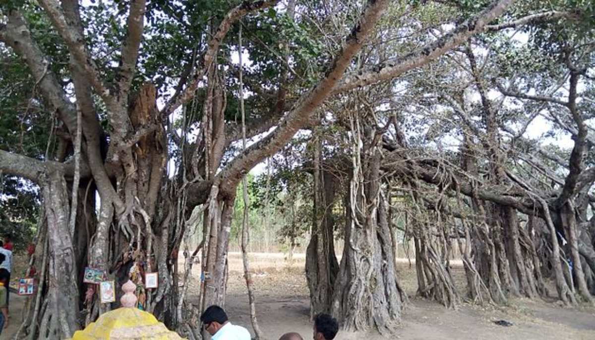The banyan from which Indian freedom fighter, Sangolli Rayanna, was hanged in 1831 by the British. — Wikimedia Commons/Praveenkumar112