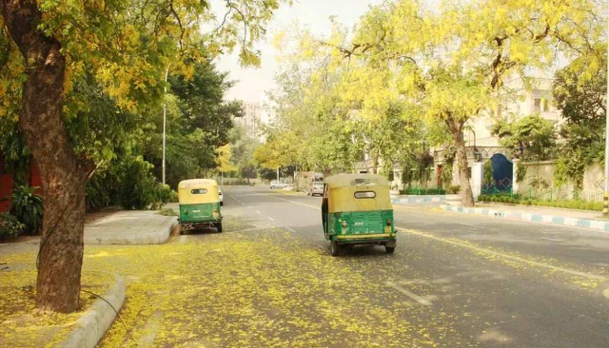 A row of amaltas trees in full bloom, shedding their leaves on Hailey Road in New Delhi. — Website/The Delhi Wallah