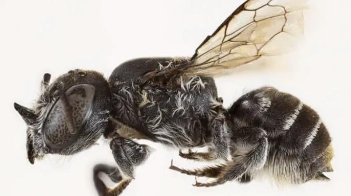Devil in the beetails: Australian scientists discover new 'lucifer' bee