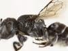 Devil in the beetails: Australian scientists discover new 'lucifer' bee