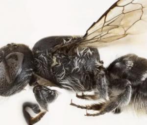Devil in the beetails: Australian scientists discover new 'lucifer' bee