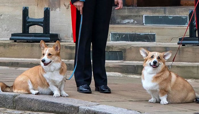 Sarah Fergusons obsession with late Queens dogs takes disturbing turn