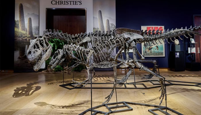Representational image of dinosaur fossils displayed at auction house Christies in London, Britain. — Reuters