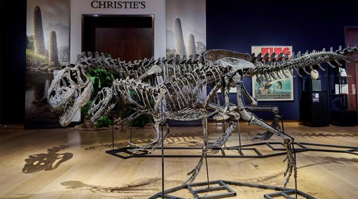 Dinosaur fossils discovered on Irish island with 'wrong rocks'