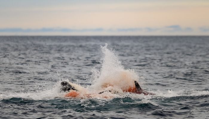 Photographers capture stunning moments of wild orca birth for first time