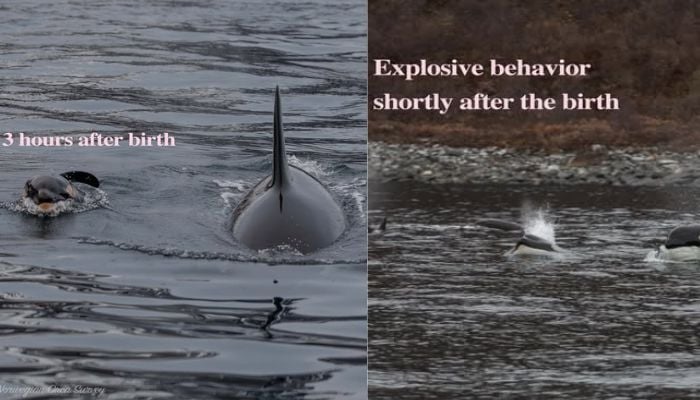 Photographers capture stunning moments of wild orca birth for first time