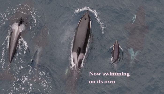 Photographers capture stunning moments of wild orca birth for first time