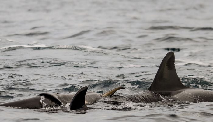 Photographers capture stunning moments of wild orca birth for first time