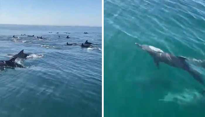 This collage shows a large pod of bottlenose dolphins spotted in Gwadars West Bay, Balochistan. — Screengrab via video/WWF-Pakistan