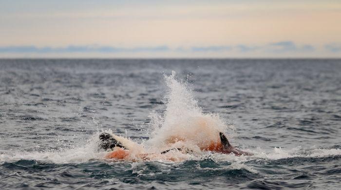 Photographers capture stunning moments of wild orca birth for first time