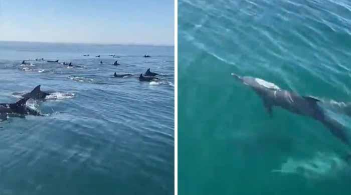 WATCH: Bottlenose dolphins spotted in Gwadar West Bay