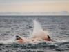 Photographers capture stunning moments of wild orca birth for first time