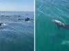 WATCH: Bottlenose dolphins spotted in Gwadar West Bay