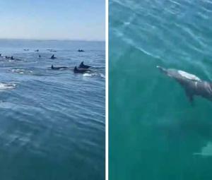 WATCH: Bottlenose dolphins spotted in Gwadar West Bay