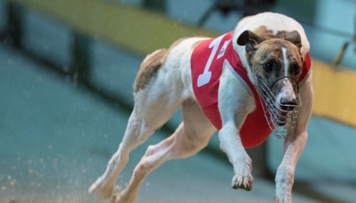 Greyhound racing’s icon Fernando Bale passes away at 12