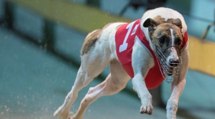 Greyhound racing's icon Fernando Bale passes away at 12