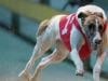 Greyhound racing's icon Fernando Bale passes away at 12