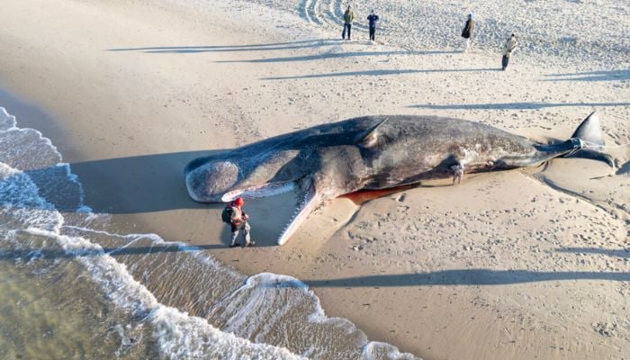 First sperm whale in 23 years strands on US island, will be towed to sea